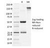 SDS-PAGE Analysis of Purified, BSA-Free CD71 Antibody (clone TFRC/1396) . Confirmation of Integrity and Purity of the Antibody.