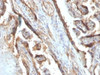 IHC testing of FFPE human placenta with Galectin 13 antibody (clone PP13/1161) . Required HIER: boil tissue sections in 10mM Tris with 1mM EDTA, pH 9 or 10mM Citrate buffer, pH 6, for 10-20.