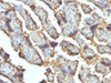 IHC testing of FFPE human placenta with Galectin 13 antibody (clone PP13/1162) . Required HIER: boil tissue sections in 10mM Tris with 1mM EDTA, pH 9 or 10mM Citrate buffer, pH 6, for 10-20.