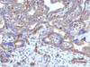 IHC testing of FFPE human placenta with Thrombomodulin antibody (clone THBD/1782) . HIER: boil tissue sections in 10mM Tris buffer with 1mM EDTA, pH 9, for 10-20 min followed by cooling at RT for 20 min.