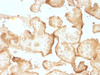 IHC testing of FFPE human placenta with EGF Receptor antibody (clone GFR/1708) . Required HIER: boiling tissue sections in 10mM citrate buffer, pH 6, for 10-20 min.