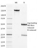 SDS-PAGE Analysis of Purified, BSA-Free Filaggrin Antibody (clone FLG/1562) . Confirmation of Integrity and Purity of the Antibody.