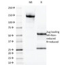SDS-PAGE Analysis of Purified, BSA-Free LGALS13 Antibody (clone PP13/1165) . Confirmation of Integrity and Purity of the Antibody.