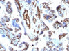 IHC testing of FFPE human placenta with Moesin antibody (clone MSN/491) . Required HIER: boil tissue sections in 10mM citrate buffer, pH 6, for 10-20 min.