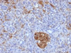 IHC testing of FFPE human pancreas with Ferritin Light Chain antibody (clone FTL/1386) . Required HIER: boil tissue sections in 10mM citrate buffer, pH 6, for 10-20 min.