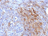 IHC testing of FFPE human pancreas with Ferritin Light Chain antibody (clone FTL/1386) . Required HIER: boil tissue sections in 10mM citrate buffer, pH 6, for 10-20 min.