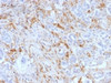 IHC testing of FFPE human pancreas with Ferritin Light Chain antibody (clone FTL/1388) . Required HIER: boil tissue sections in 10mM citrate buffer, pH 6, for 10-20 min.