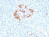 IHC testing of FFPE human pancreas with Ferritin Light Chain antibody (clone FTL/1389) . Required HIER: boil tissue sections in 10mM citrate buffer, pH 6, for 10-20 min.
