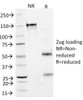 SDS-PAGE Analysis of Purified, BSA-Free Interferon alpha 2 Antibody (clone N27) . Confirmation of Integrity and Purity of the Antibody.