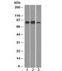 Western blot testing of human 1) HeLa, 2) Raji and 3) HepG2 cell lysate with MCM7 antibody (clone MCM7/1466) . Expected molecular weight: 80-90 kDa.