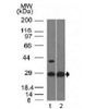 Western blot testing of with EPO antibody (clone EPO/1368) . Predicted molecular weight: 18-34 kDa depending on glycosylation level.