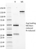 SDS-PAGE Analysis of Purified, BSA-Free EPO Antibody (clone EPO/1368) . Confirmation of Integrity and Purity of the Antibody.