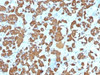 IHC testing of FFPE human pituitary gland with Growth Hormone antibody (clone SPM106) . Required HIER: boil tissue sections in 10mM citrate buffer, pH 6, for 10-20 min.
