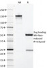 SDS-PAGE Analysis of Purified, BSA-Free Growth Hormone Antibody (clone GH/1371) . Confirmation of Integrity and Purity of the Antibody.