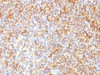 IHC testing of FFPE human pancreas with Spectrin beta III antibody (clone SPTBN2/1584) . Required HIER: boil tissue sections in 10mM citrate buffer, pH 6, for 10-20 min followed by cooling at RT for 20 min.