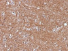 IHC testing of FFPE human cerebellum with NSE antibody (clone ENO2/1375) . Required HIER: boil sections in 10mM citrate buffer, pH6, for 10-20 min.