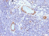 IHC testing of FFPE human tonsil with vWF antibody (clone VWF/1465) . Required HIER: boil tissue sections in 10mM citrate buffer, pH 6, for 10-20 min followed by cooling at RT for 20 min.