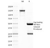 SDS-PAGE Analysis of Purified, BSA-Free vWF Antibody (clone VWF/1767) . Confirmation of Integrity and Purity of the Antibody.