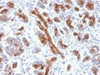 IHC testing of FFPE human pancreas with CFTR antibody (clone CFTR/1341) . HIER: boil tissue sections in 10mM Tris with 1mM EDTA, pH9 for 10-20 min followed by cooling at RT for 20 min.