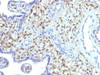 IHC testing of FFPE human placenta with FSP1 antibody (clone S100A4/1481) . Required HIER: steam sections in 10mM citrate buffer, pH 6, for 10-20 min followed by cooling.