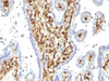 IHC testing of FFPE human placenta with S100A4 antibody (clone S100A4/1482) . Required HIER: steam sections in 10mM citrate buffer, pH 6, for 10-20 min followed by cooling.