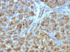 IHC testing of FFPE mouse pancreas with Elastase 3B antibody (clone CELA3B/1257) . Required HIER: boil tissue sections in 10mM Tris with 1mM EDTA, pH 9, for 10-20 min followed by cooling at RT for 20 min.