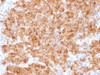 IHC analysis of FFPE human parathyroid gland stained with recombinant Chromogranin A antibody (clone CHGA/1773R) . Required HIER: steam sections in pH6 citrate buffer for 10-20 min.