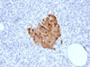 IHC analysis of FFPE human pancreas stained with recombinant Chromogranin A antibody (clone CHGA/1773R) . Required HIER: steam sections in pH6 citrate buffer for 10-20 min.