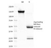 SDS-PAGE Analysis of Purified, BSA-Free CELA3B Antibody (clone CELA3B/1757) . Confirmation of Integrity and Purity of the Antibody.
