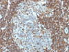 IHC testing of human tonsil tissue with CD3e antibody (clone PC3/188A) . Required HIER: boil tissue sections in 10mM citrate buffer, pH 6.0, for 10-20 min.