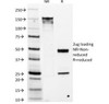 SDS-PAGE Analysis of Purified, BSA-Free DOG1 Antibody (clone DG1/1486) . Confirmation of Integrity and Purity of the Antibody.