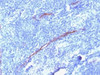 IHC testing of FFPE human tonsil with recombinant CD34 antibody (clone HPCA1/1806R) . Required HIER: boil tissue sections in 10mM Tris with 1mM EDTA, pH 9, for 10-20 min followed by cooling at RT for 20 min.
