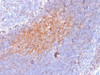 IHC testing of FFPE human lymph node with CD81 antibody (clone 1.3.3.22) . Required HIER: boil tissue sections in 10mM citrate buffer, pH 6, for 10-20 min followed by cooling at RT for 20 min.