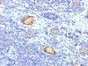 IHC testing of FFPE human tonsil with recombinant vWF antibody (clone VWF/1859R) . Required HIER: boil tissue sections in 10mM citrate buffer, pH 6, for 10-20 min followed by cooling at RT for 20 min.