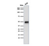 Western blot testing of human Raji cell lysate with recombinant CD79a antibody (clone IGA/1790R) . Expected molecular weight: 25-47 kDa depending on glycosylation level.