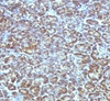 IHC testing of FFPE human pancreas stained with Mitochondrial antibody (MLT56) .