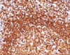 IHC testing of human tonsil and CD79a antibody (CDLA79a-1) .