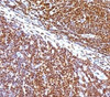 IHC staining of human tonsil with SUMO1 antibody (clone S1MT-2) .