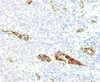 IHC testing of FFPE human pancreas and von Willebrand Factor antibody (WFA52-2) .