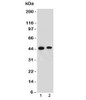 Western blot testing of human 1) HeLa and 2) 293 lysate with EMI-1 antibody. Predicted molecular weight: 50/45 kDa (isoforms 1/2) .