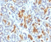 IHC testing of FFPE human pancreas and Keratin 19 antibody.