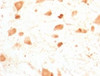 IHC testing of FFPE rat cerebellum with PGP9.5 antibody (clone UBCE-L1) .