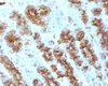 IHC testing of FFPE rat stomach and TNF alpha antibody (clone TMDa1-1)
