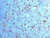 IHC testing of FFPE human tonsil with CDK1 antibody (clone CDVC2-1) .