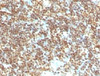 IHC testing of FFPE human tonsil with dsDNA antibody