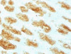 IHC testing of FFPE rat stomach with Acidic Cytokeratin antibody.