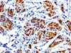 IHC testing of FFPE human uterus with CAD antibody (rabbit monoclonal CALD1/1424) .