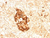IHC testing of FFPE human pancreas with Ferritin antibody (clone FTLC1-1) .