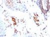 IHC testing of FFPE human testis with Ferritin antibody (clone FTLC1-1) .