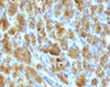 IHC testing of FFPE mouse pancreas with Elastase 3B antibody.